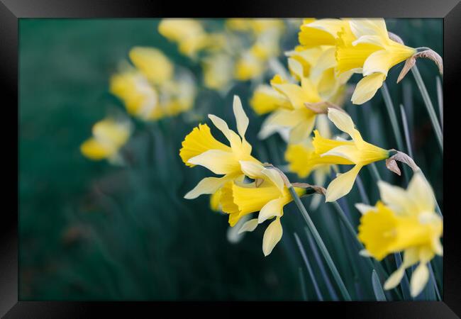 Daffodils Framed Print by Mark Jones