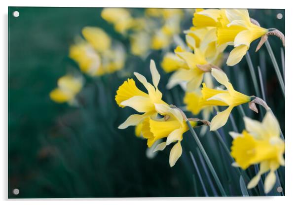 Daffodils Acrylic by Mark Jones