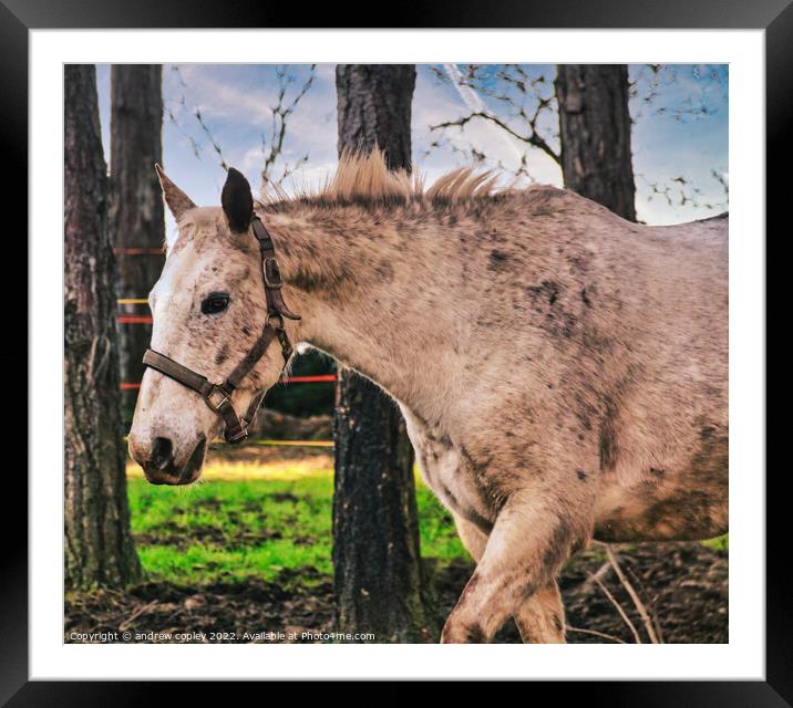 The Lone Horse Framed Mounted Print by andrew copley