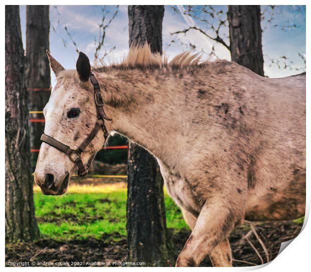 The Lone Horse Print by andrew copley