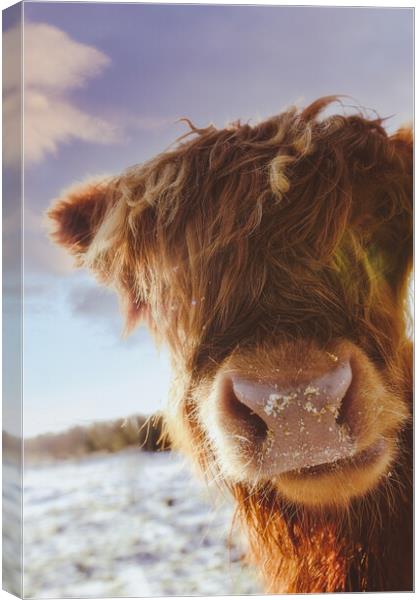 A Cheeky Highland Cow - Coo Canvas Print by Duncan Loraine