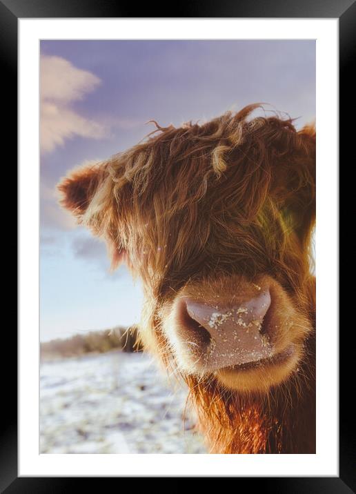 A Cheeky Highland Cow - Coo Framed Mounted Print by Duncan Loraine