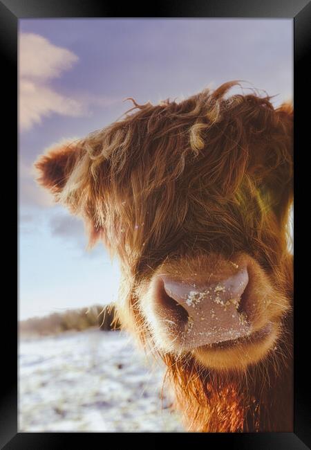 A Cheeky Highland Cow - Coo Framed Print by Duncan Loraine