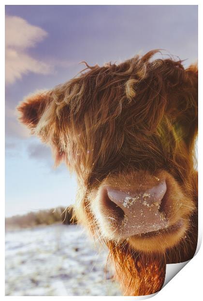 A Cheeky Highland Cow - Coo Print by Duncan Loraine
