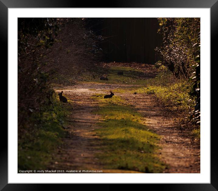 rabbits in spring Framed Mounted Print by Andy Shackell