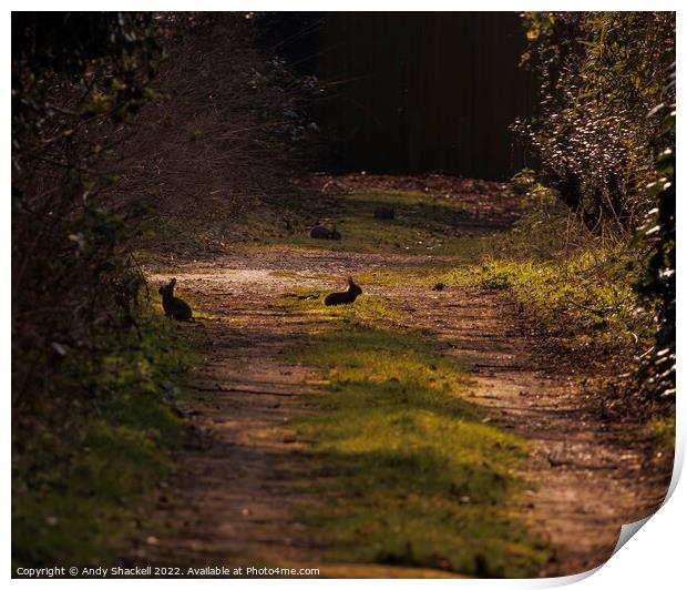 rabbits in spring Print by Andy Shackell