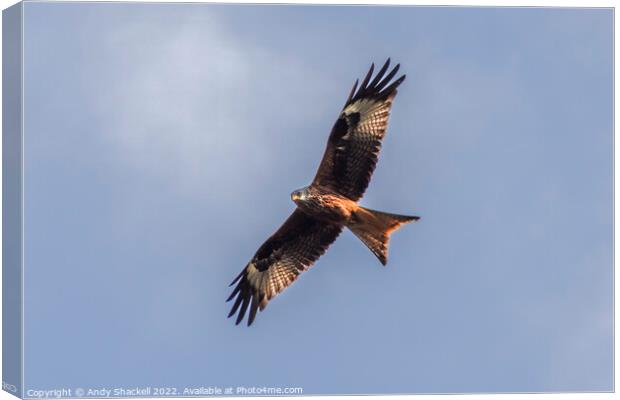 red kite soaring Canvas Print by Andy Shackell