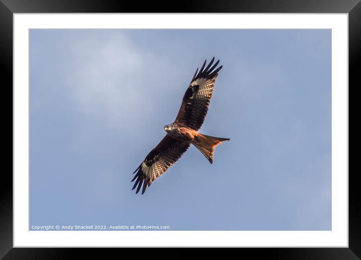 red kite soaring Framed Mounted Print by Andy Shackell