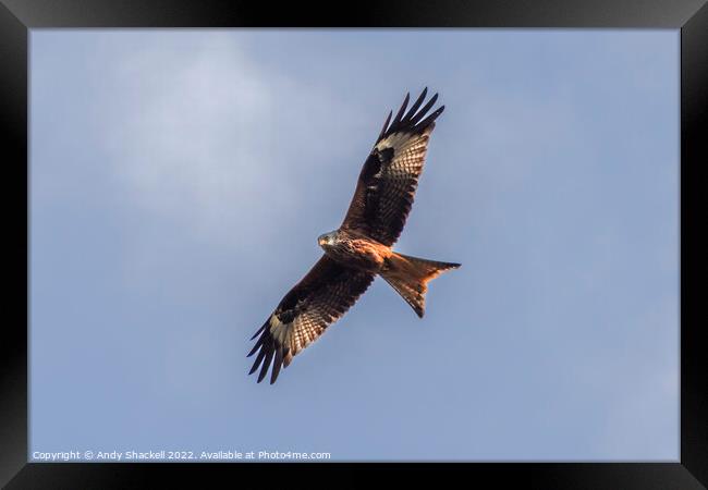 red kite soaring Framed Print by Andy Shackell