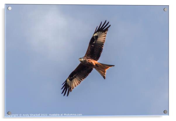 red kite soaring Acrylic by Andy Shackell