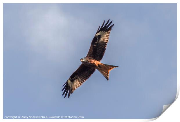 red kite soaring Print by Andy Shackell