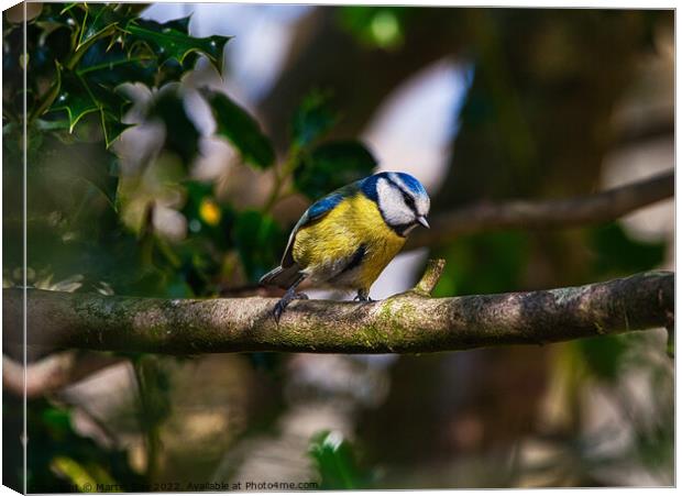 The Patient Blue Tit Canvas Print by Martin Day