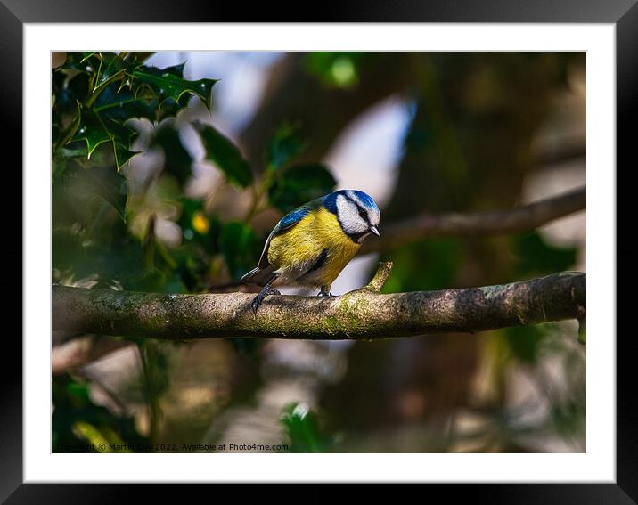 The Patient Blue Tit Framed Mounted Print by Martin Day