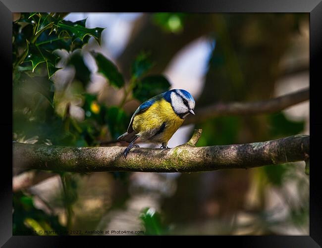 The Patient Blue Tit Framed Print by Martin Day