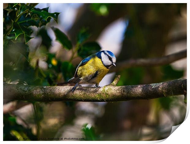 The Patient Blue Tit Print by Martin Day
