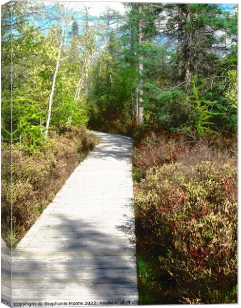 Walkway through the Bog Canvas Print by Stephanie Moore