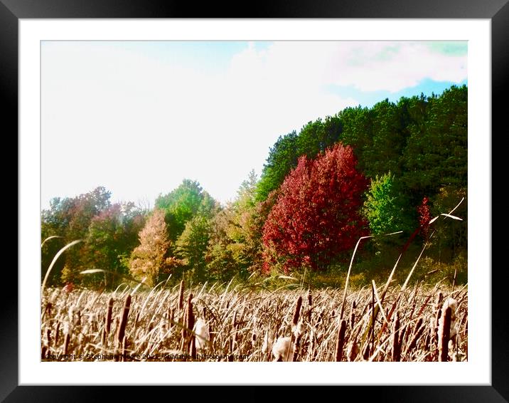 Fall Colours Framed Mounted Print by Stephanie Moore
