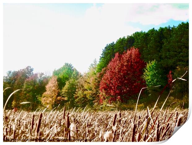 Fall Colours Print by Stephanie Moore
