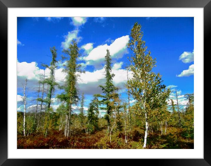 Birch Trees Framed Mounted Print by Stephanie Moore