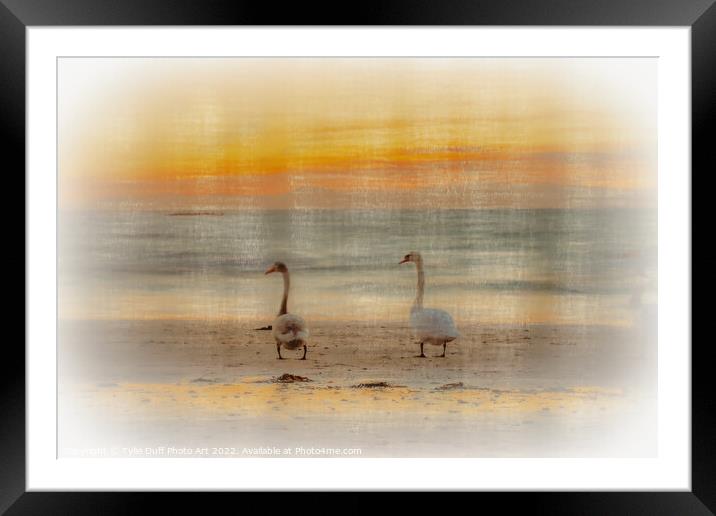 Swans At Sunset On Seamill Beach Framed Mounted Print by Tylie Duff Photo Art