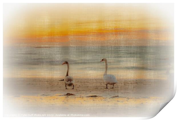 Swans At Sunset On Seamill Beach Print by Tylie Duff Photo Art