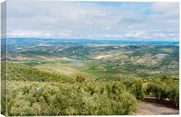 Panoramic view of a valley with olive plantations in Andalucia,  Canvas Print by Joaquin Corbalan