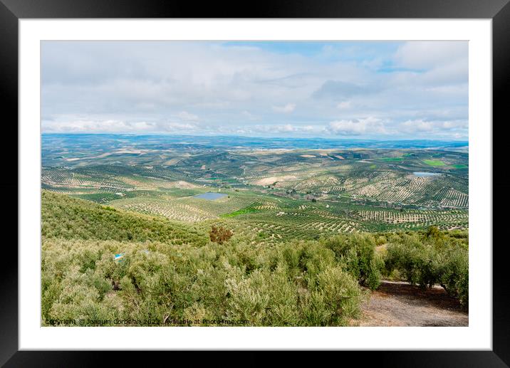 Panoramic view of a valley with olive plantations in Andalucia,  Framed Mounted Print by Joaquin Corbalan
