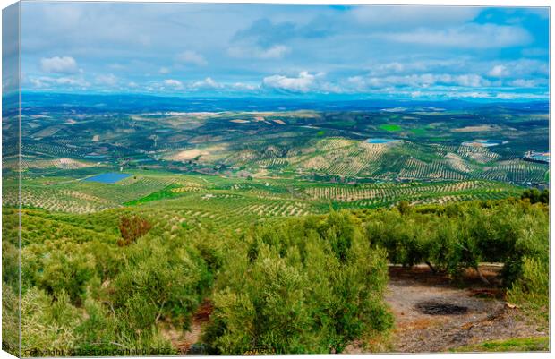 Panoramic view of a valley with olive plantations in Andalucia,  Canvas Print by Joaquin Corbalan