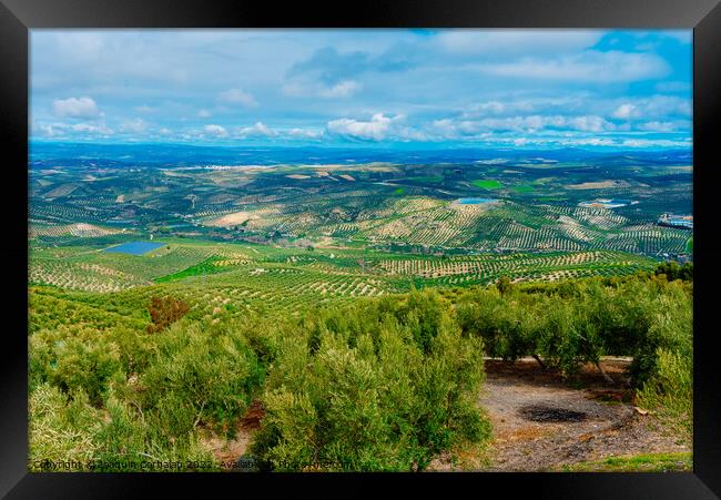 Panoramic view of a valley with olive plantations in Andalucia,  Framed Print by Joaquin Corbalan
