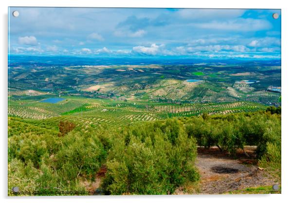 Panoramic view of a valley with olive plantations in Andalucia,  Acrylic by Joaquin Corbalan