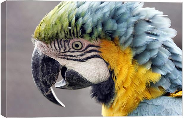 Macaw Parrot Canvas Print by Tony Bates