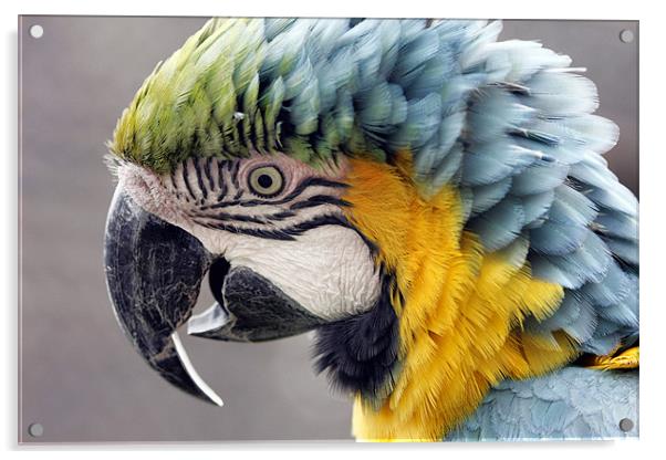 Macaw Parrot Acrylic by Tony Bates