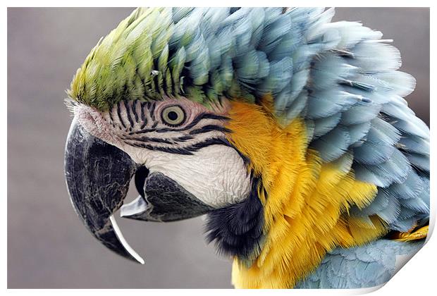 Macaw Parrot Print by Tony Bates