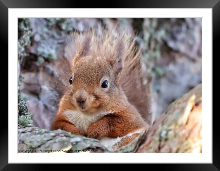 A close up of a squirrel Framed Mounted Print by Neil Cargill