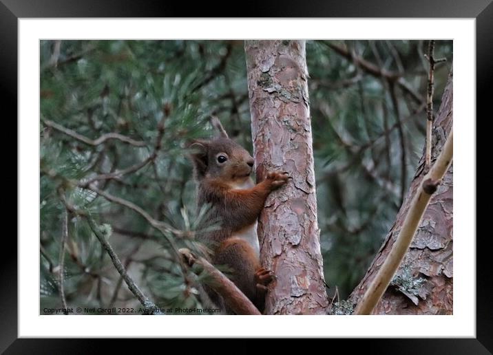 A squirrel on a branch Framed Mounted Print by Neil Cargill