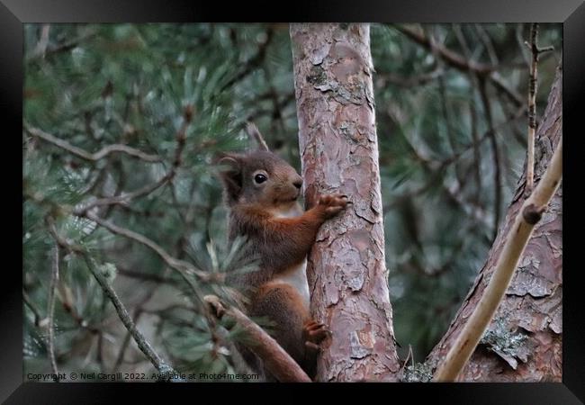 A squirrel on a branch Framed Print by Neil Cargill