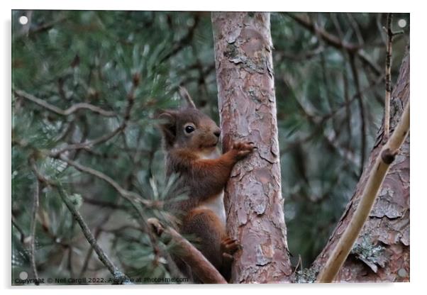 A squirrel on a branch Acrylic by Neil Cargill