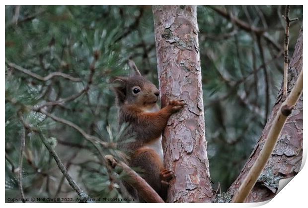 A squirrel on a branch Print by Neil Cargill