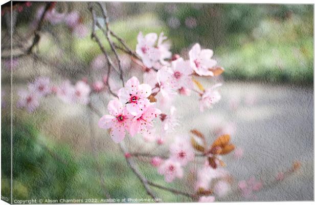 Pink Cherry Blossom Canvas Print by Alison Chambers