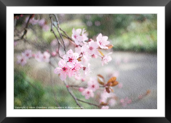 Pink Cherry Blossom Framed Mounted Print by Alison Chambers