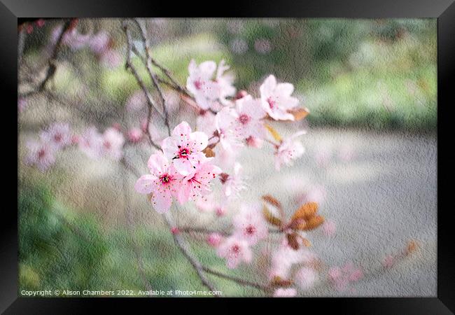 Pink Cherry Blossom Framed Print by Alison Chambers