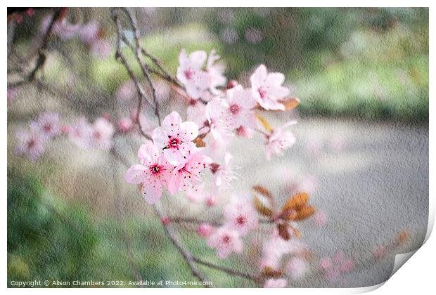 Pink Cherry Blossom Print by Alison Chambers