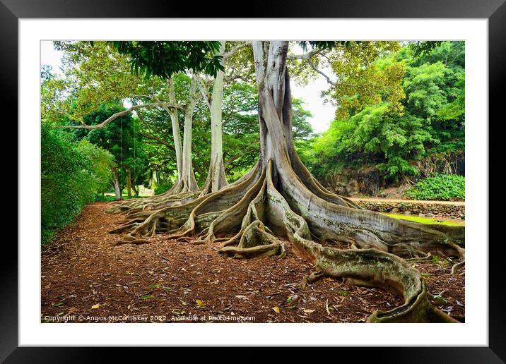 Ficus trees in Allerton Gardens on Kauai in Hawaii Framed Mounted Print by Angus McComiskey