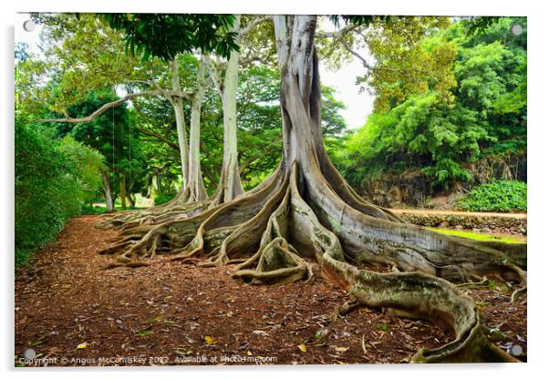 Ficus trees in Allerton Gardens on Kauai in Hawaii Acrylic by Angus McComiskey