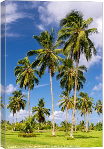 Coconut palms in Kahanu Garden on Maui, Hawaii Canvas Print by Angus McComiskey