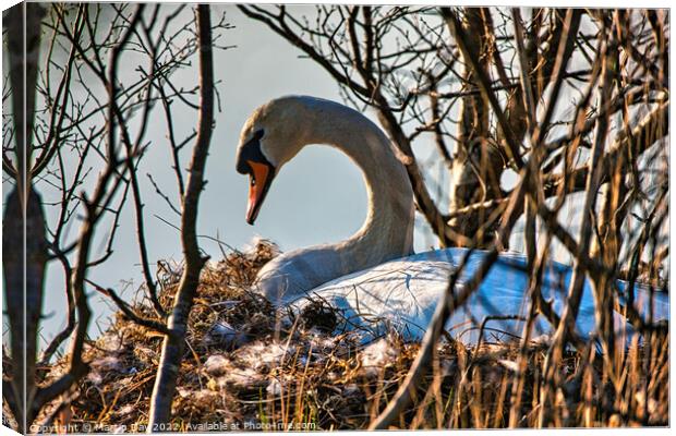 Maternal Swan Protection Canvas Print by Martin Day