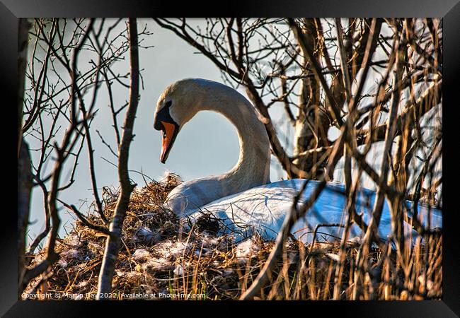 Maternal Swan Protection Framed Print by Martin Day