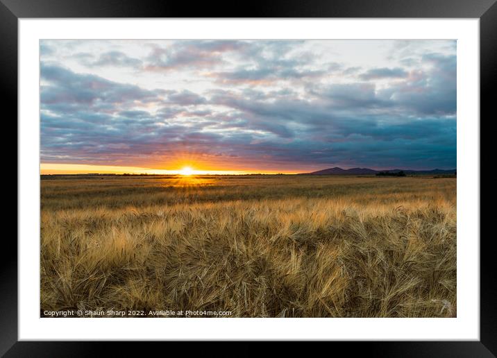 Sunset Before Harvest Framed Mounted Print by Shaun Sharp