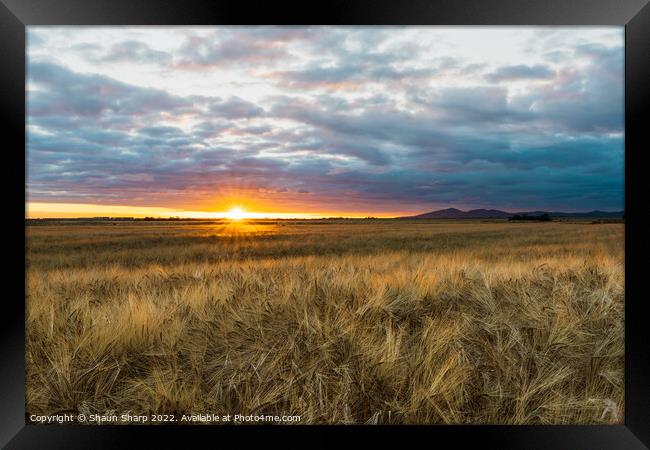 Sunset Before Harvest Framed Print by Shaun Sharp