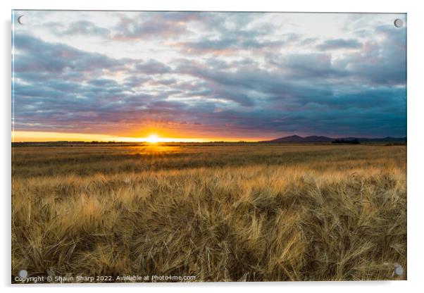Sunset Before Harvest Acrylic by Shaun Sharp